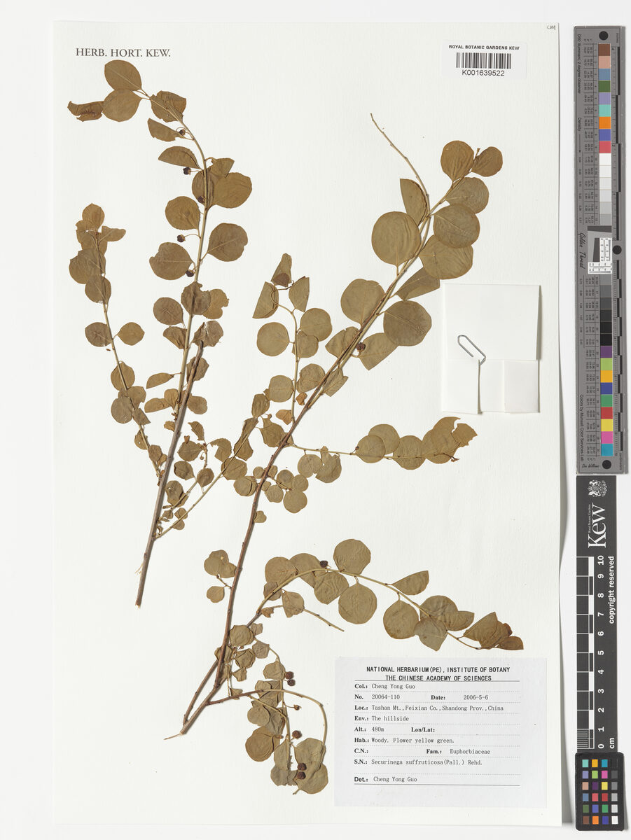 Securinega suffruticosa - (Pall.)Rehder. — photo
