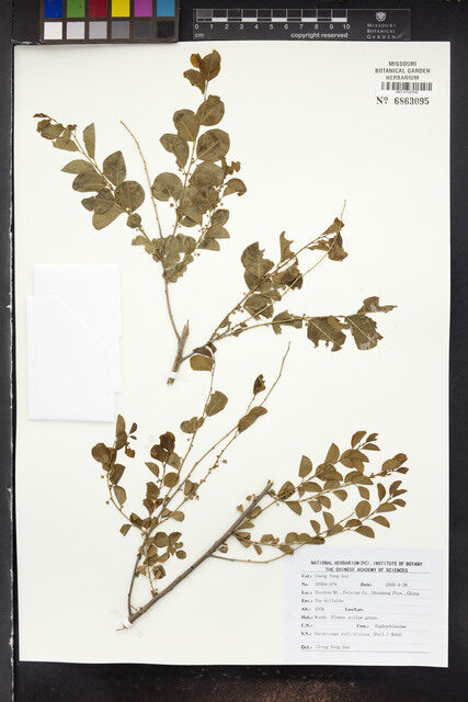 Securinega suffruticosa - (Pall.)Rehder.
