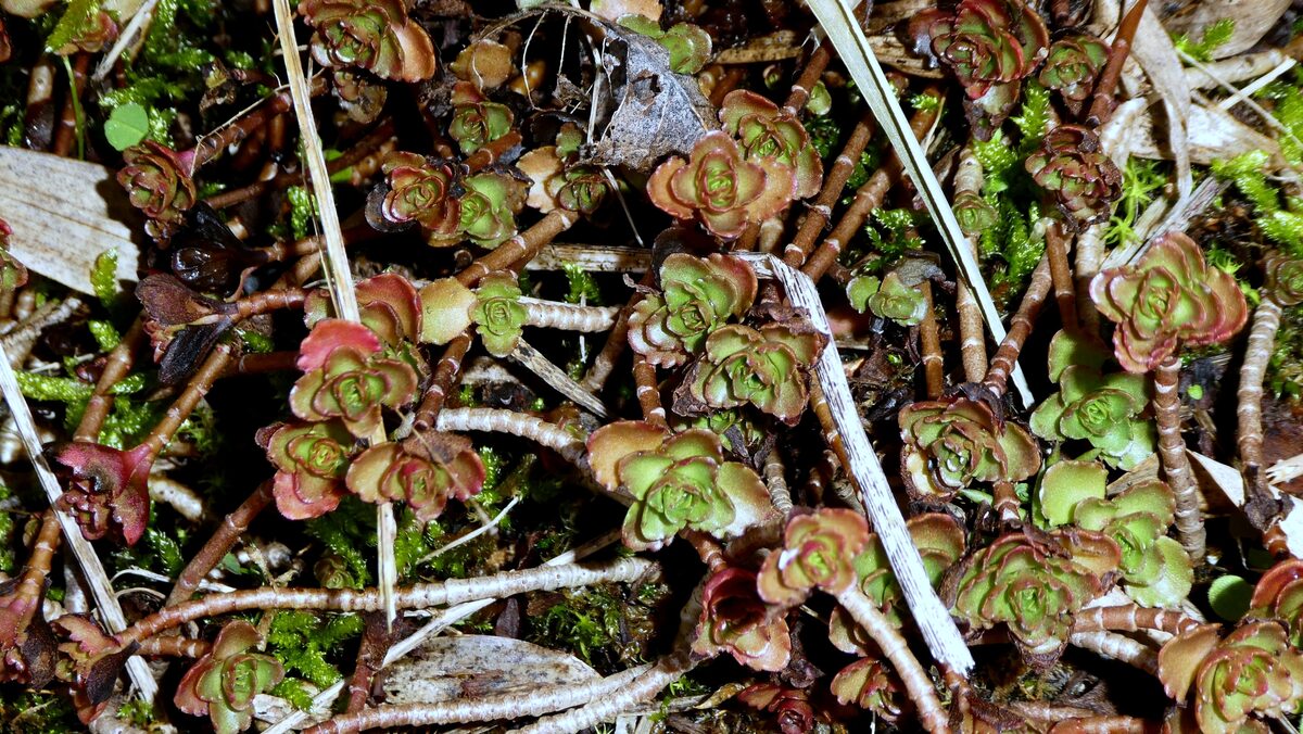 Sedum kamtschaticum (Orange stonecrop) — photo