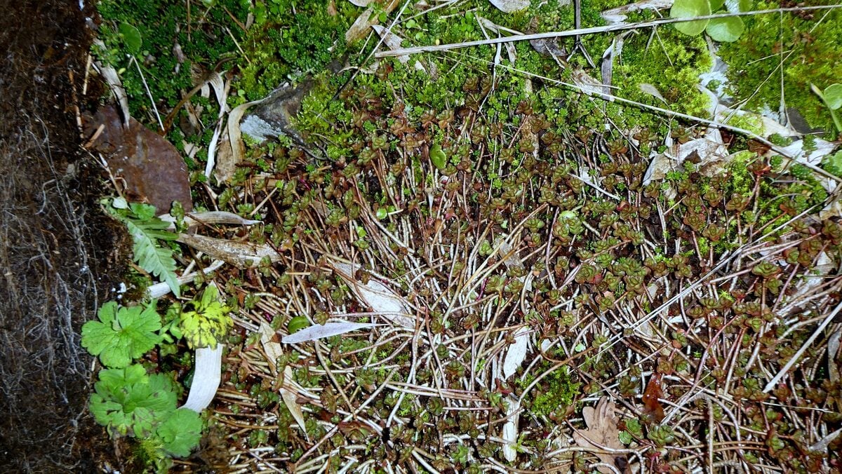 Sedum kamtschaticum (Orange stonecrop) — photo