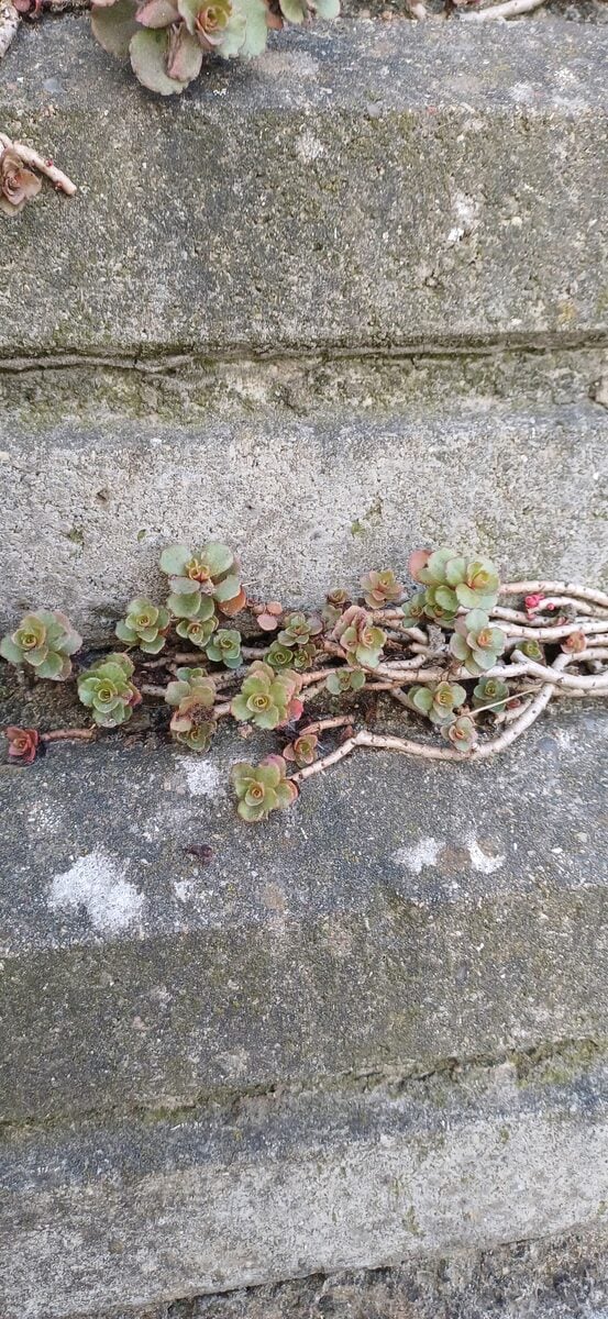 Sedum kamtschaticum
