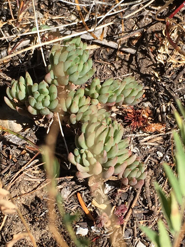 Sedum lanceolatum (Spearleaf Stonecrop) — photo
