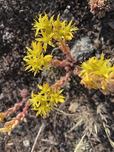 Sedum lanceolatum (Spearleaf Stonecrop) — photo