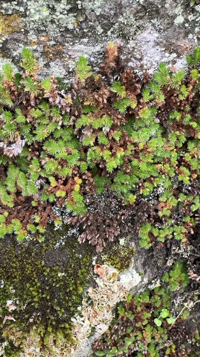 Selaginella fimbriata — photo