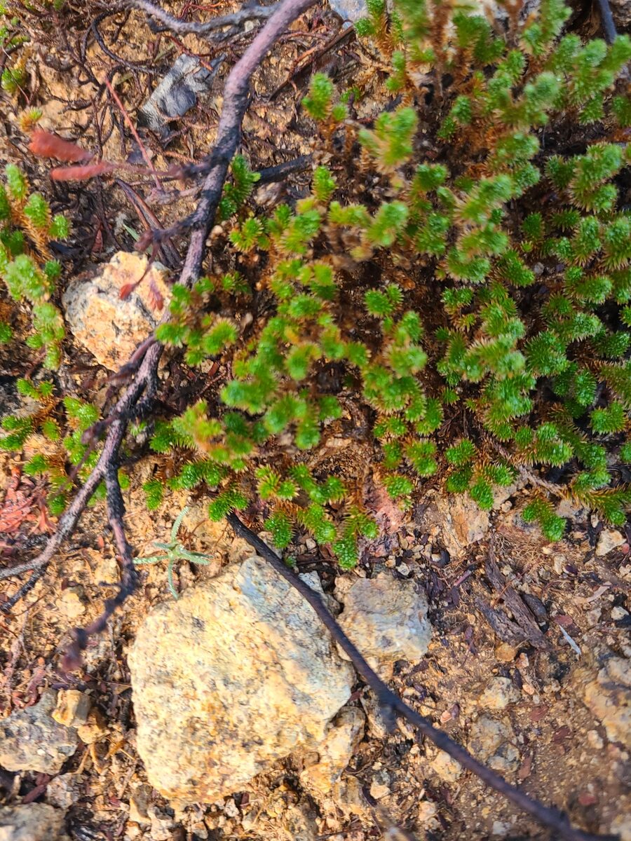 Selaginella fimbriata — photo