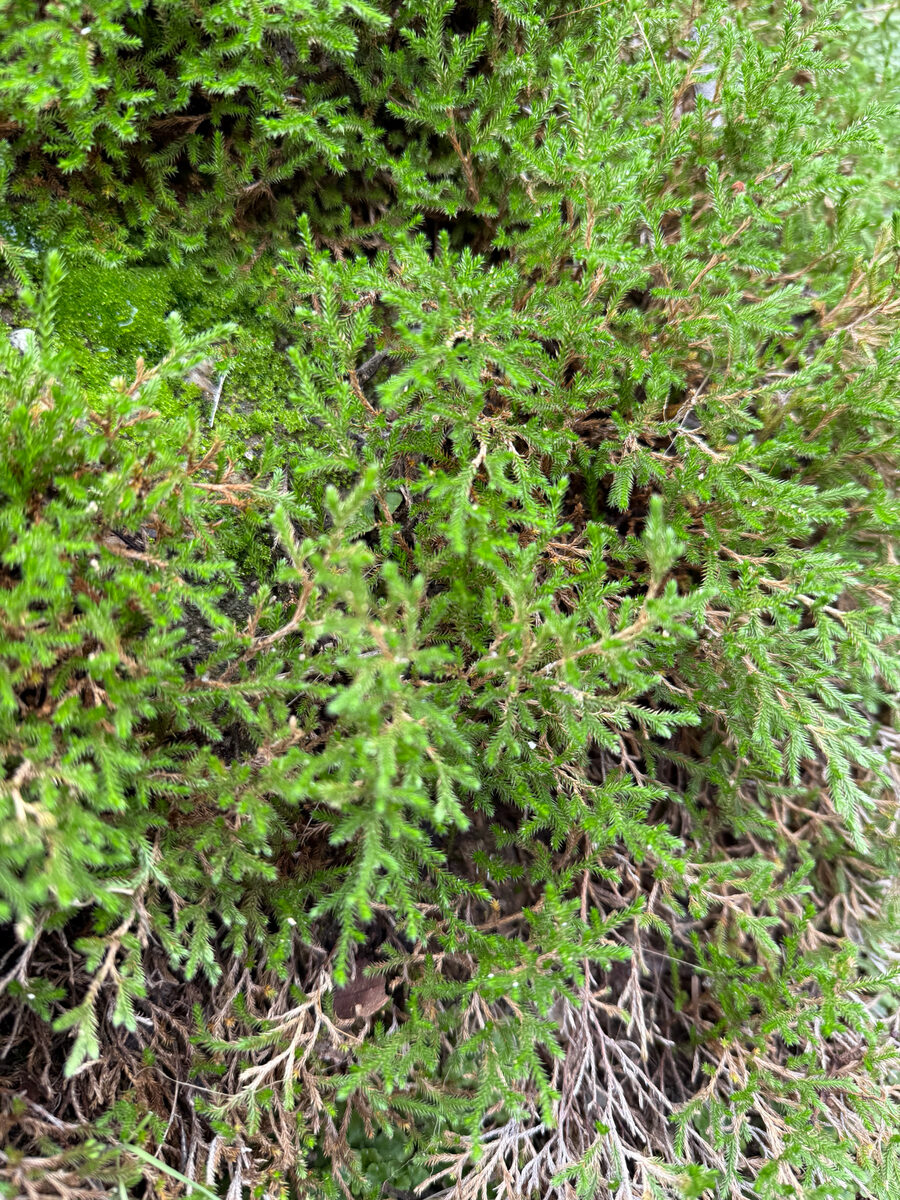 Selaginella fimbriata