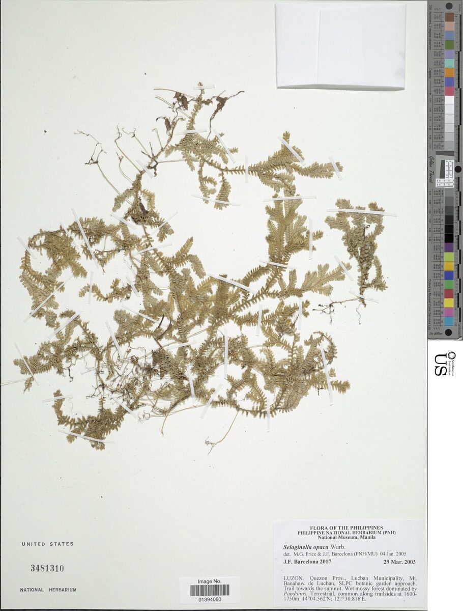 Selaginella opaca (Spikemoss fern) — photo