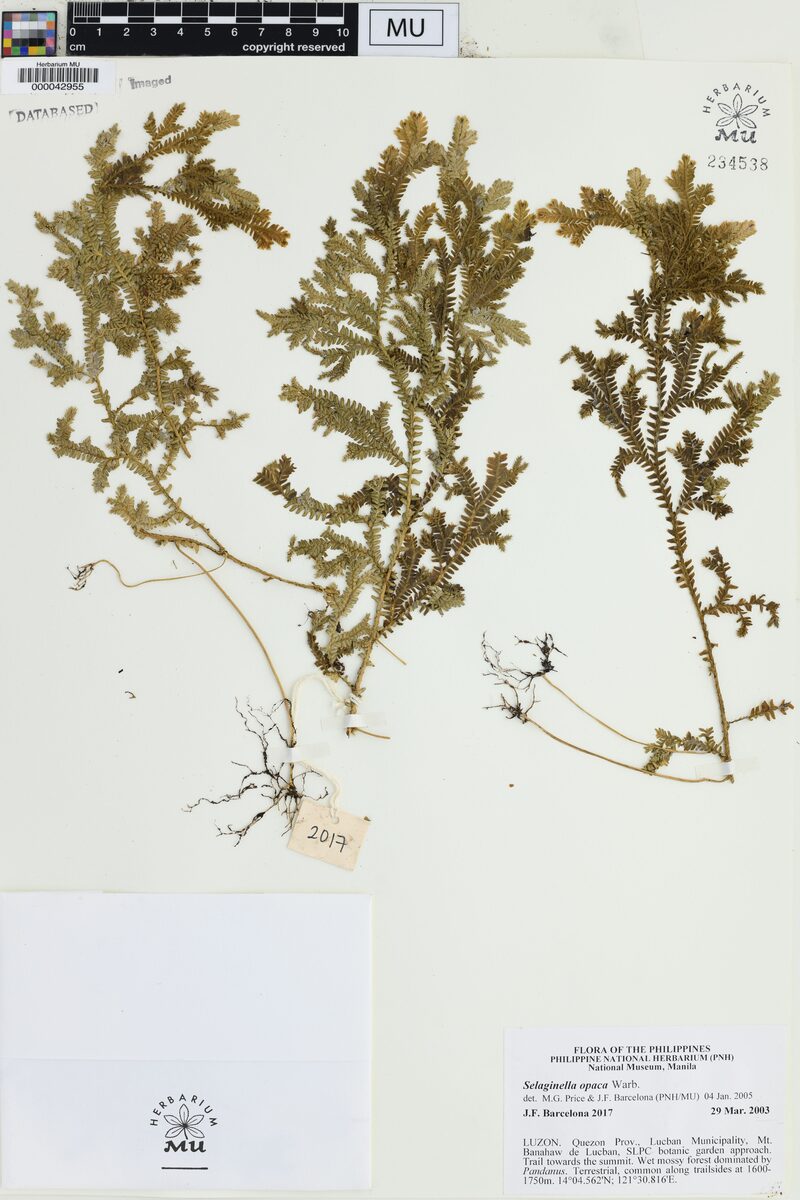 Selaginella opaca (Spikemoss fern) — photo