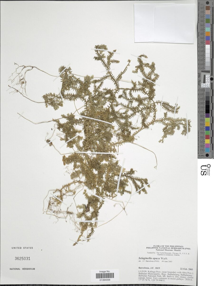 Selaginellaceae