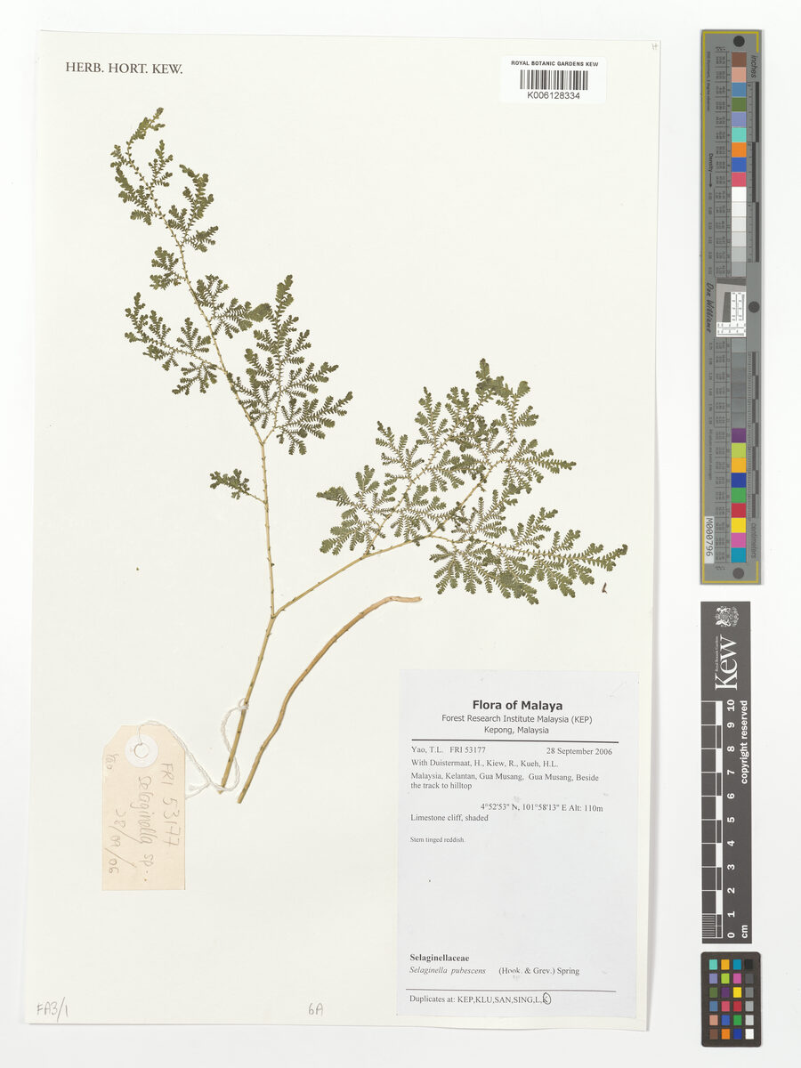 Selaginella pubescens — photo