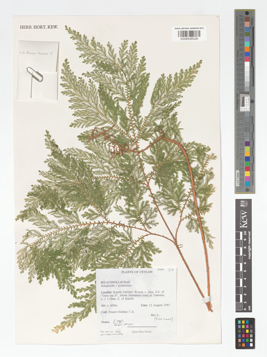 Selaginella pubescens — photo