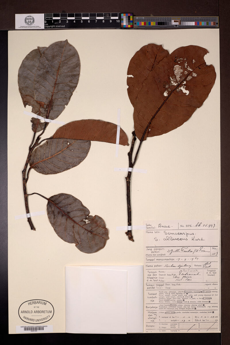 Semecarpus albescens — photo
