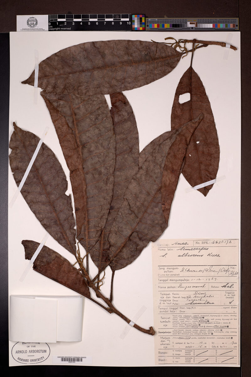 Semecarpus albescens — photo