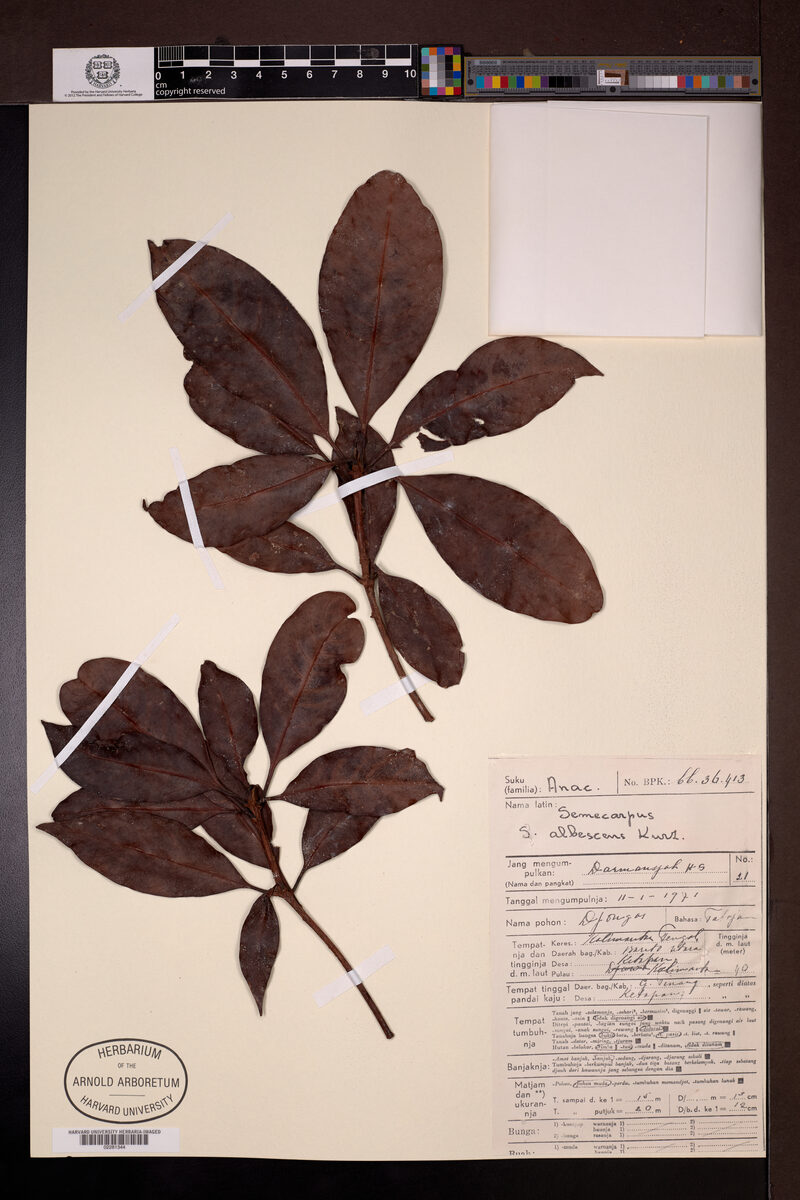 Semecarpus albescens