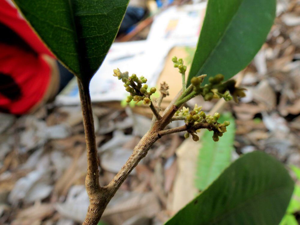 Semecarpus aruensis — photo