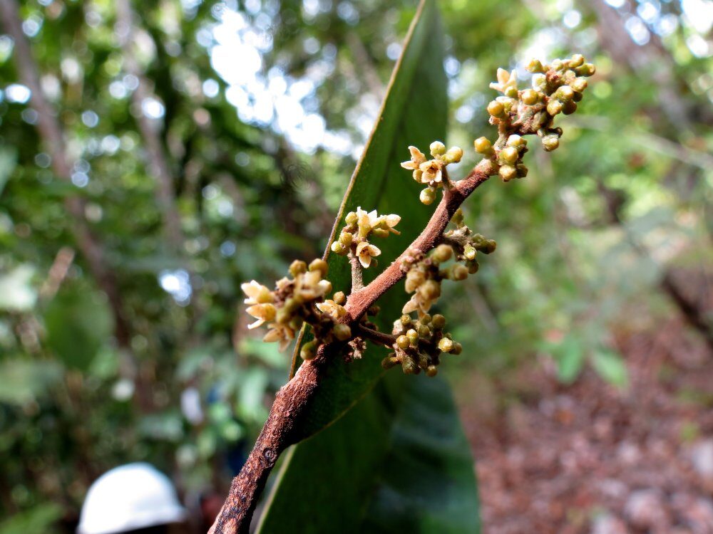 Semecarpus aruensis — photo