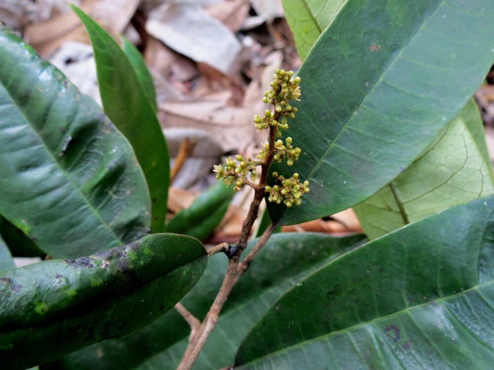 Semecarpus aruensis