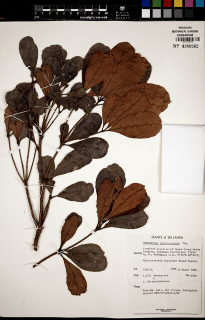 Semecarpus nigroviridis — photo