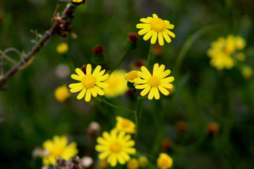 Senecio inaequidens (Groundsel) — photo