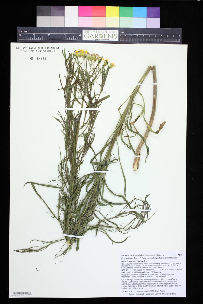 Senecio multicapitatus (Ragwort groundsel) — photo