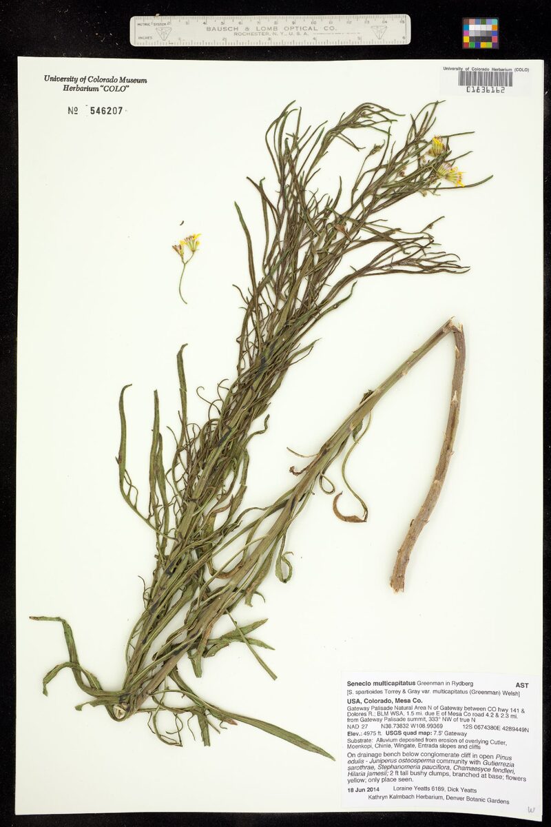 Senecio multicapitatus (Ragwort groundsel) — photo