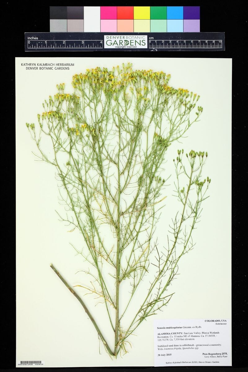 Senecio multicapitatus