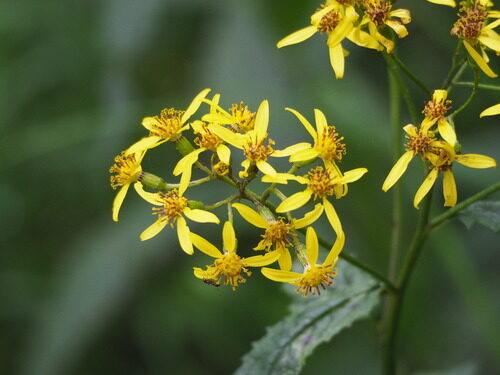 Senecio nemorensis — photo