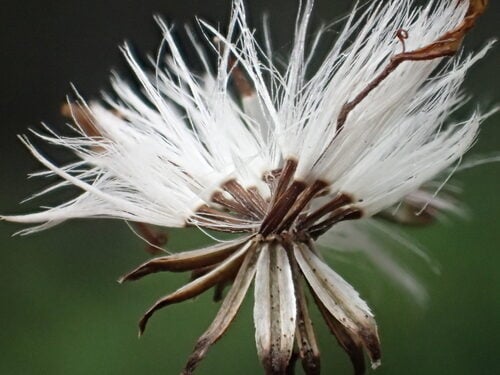 Senecio nemorensis — photo