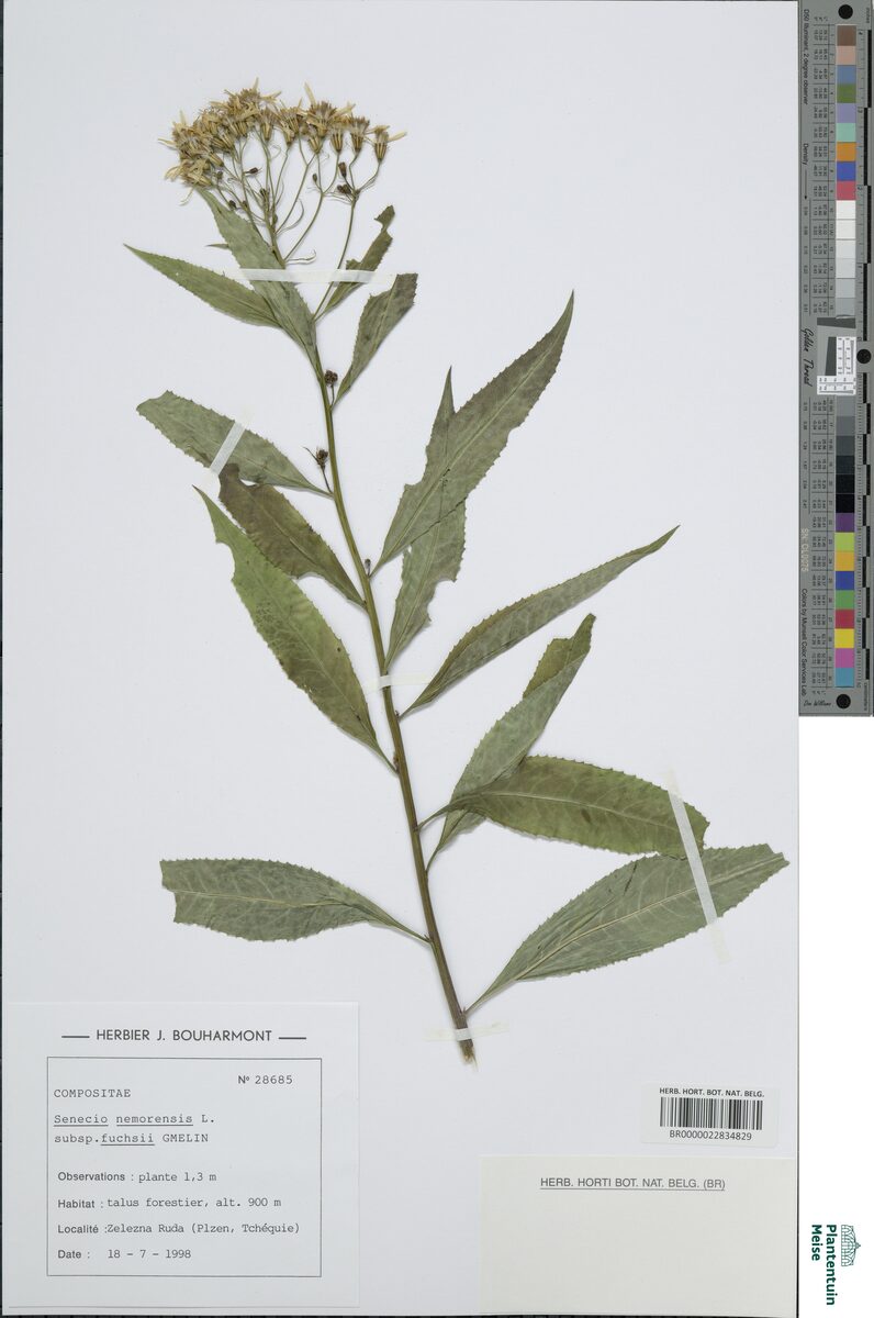 Senecio nemorensis fuchsii - (Gmel.)Celak. — photo