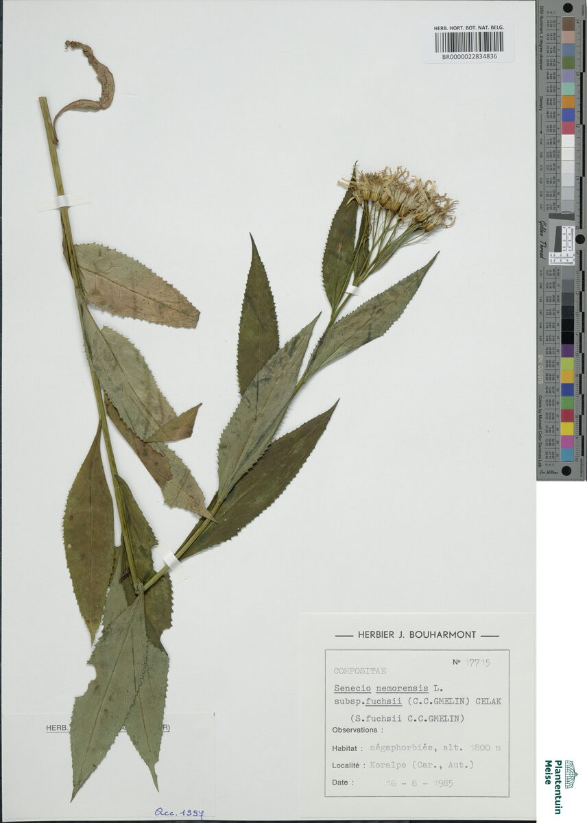 Senecio nemorensis fuchsii - (Gmel.)Celak. — photo