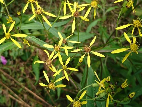 Senecio nemorensis