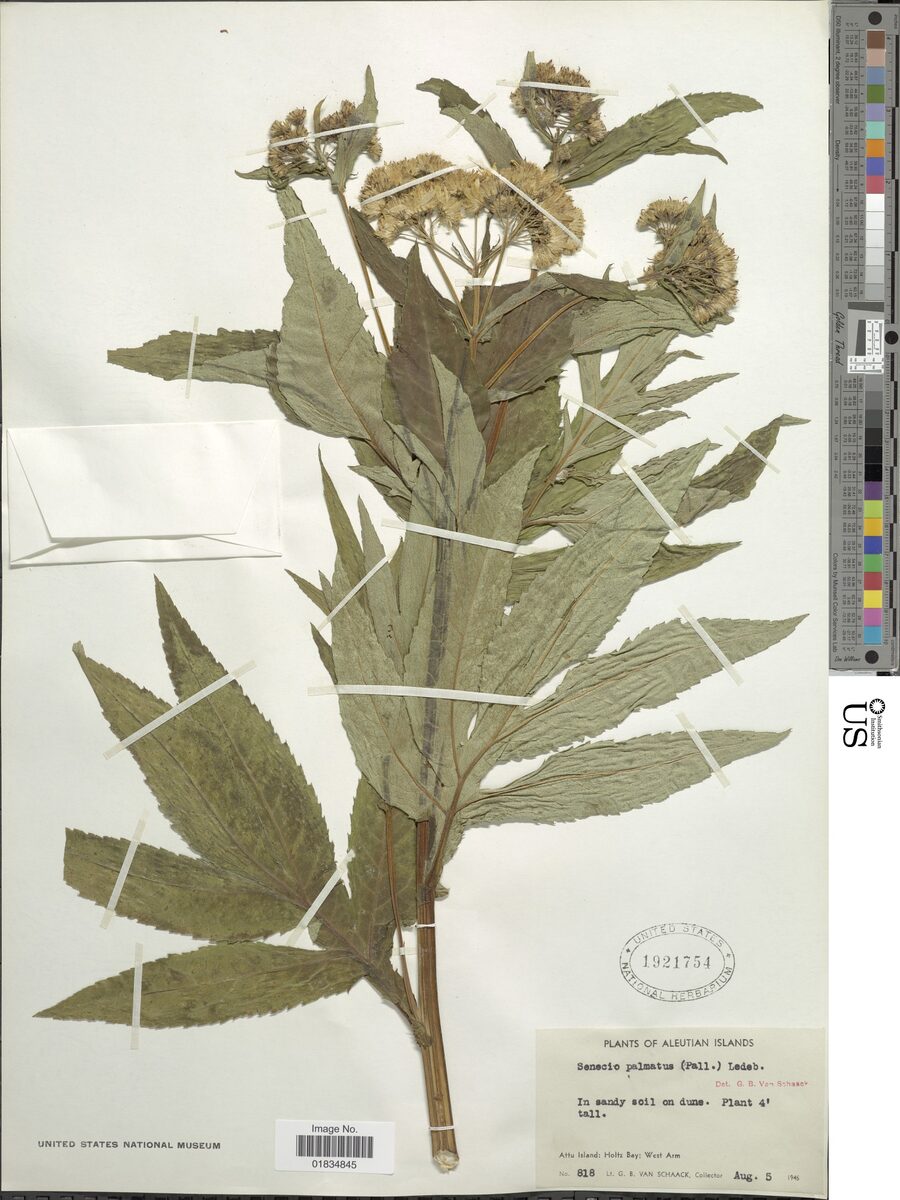 Senecio palmatus (Ragwort) — photo