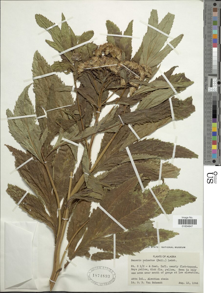 Senecio palmatus (Ragwort) — photo