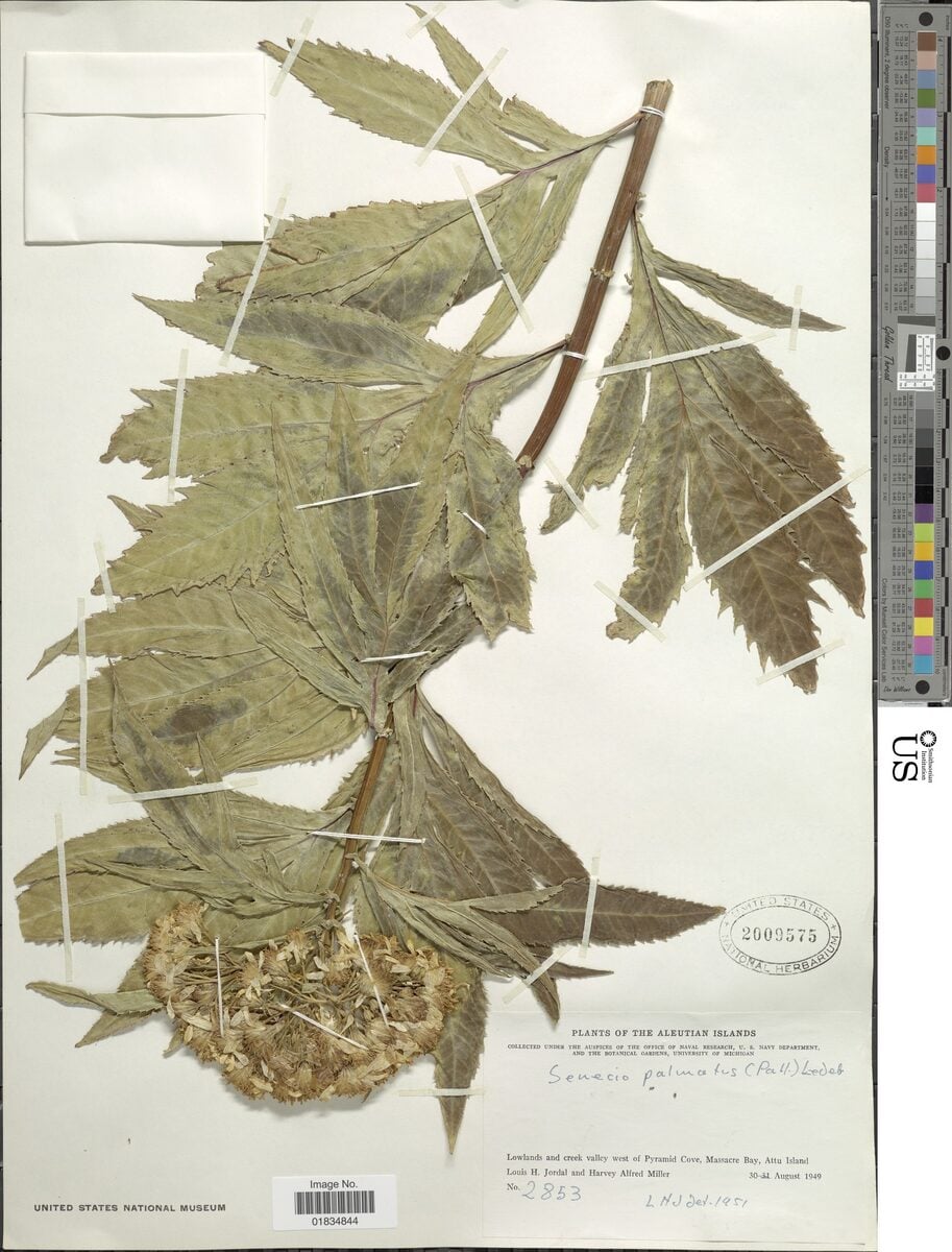Senecio palmatus