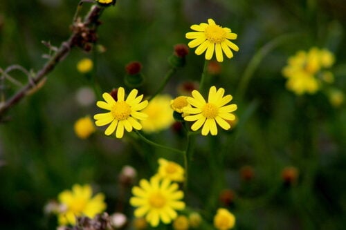 Senecio purpureus (Groundsel) — photo