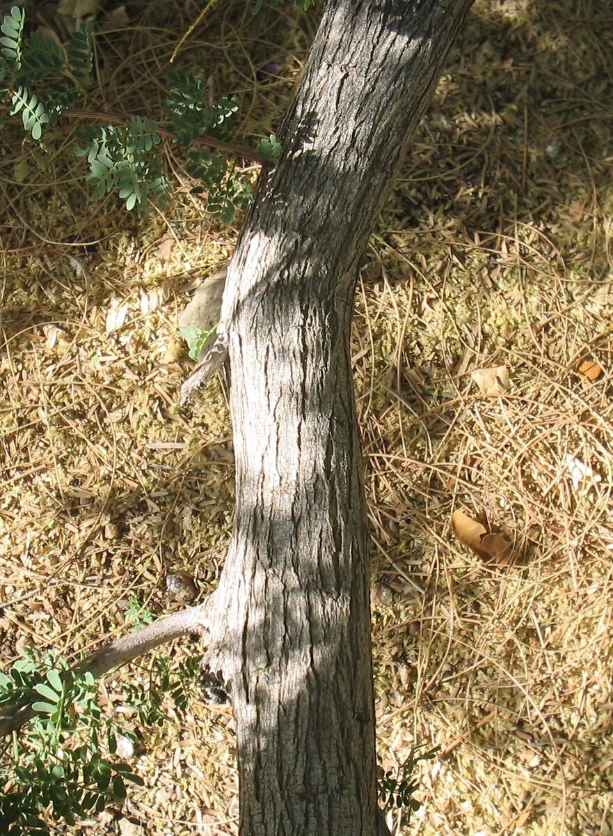 Senegalia greggii