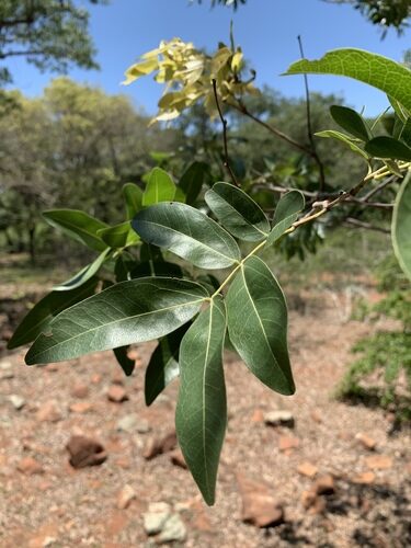 Senna birostris (Mutuy) — photo