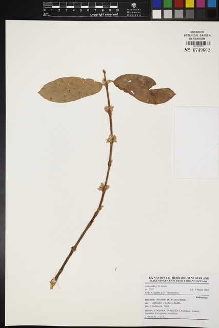 Sericanthe chevalieri var. coffeoides — photo