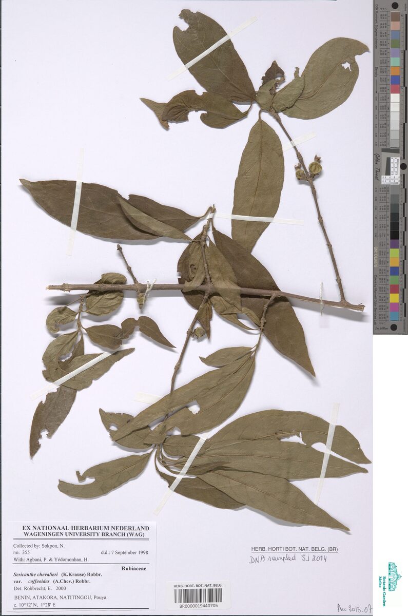 Sericanthe chevalieri var. coffeoides — photo