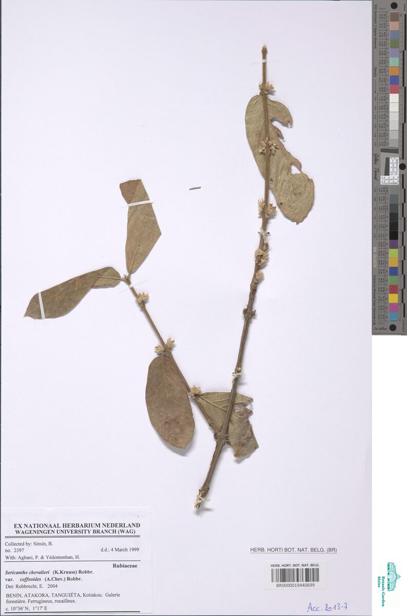 Sericanthe chevalieri var. coffeoides