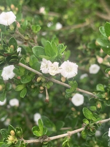 Serissa japonica (Snowrose) — photo