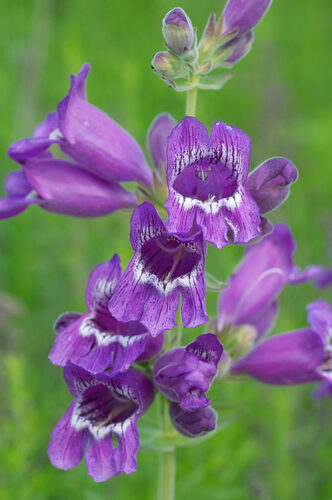 Sesamum capense (Wild foxglove) — photo