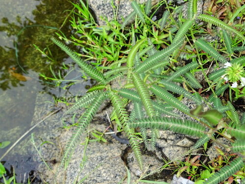 Sesbania procumbens (Bendugida) — photo