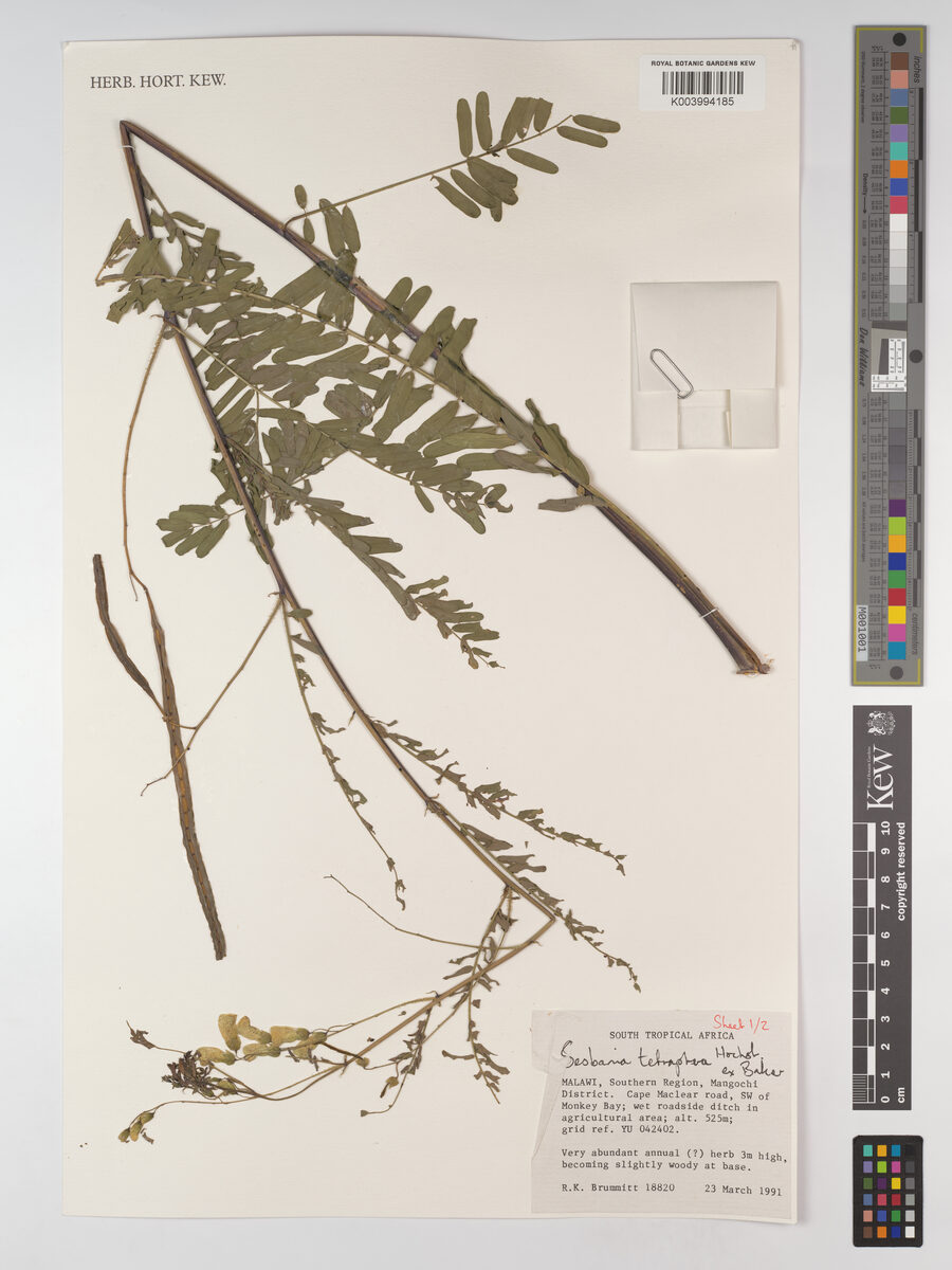 Sesbania tetraptera — photo