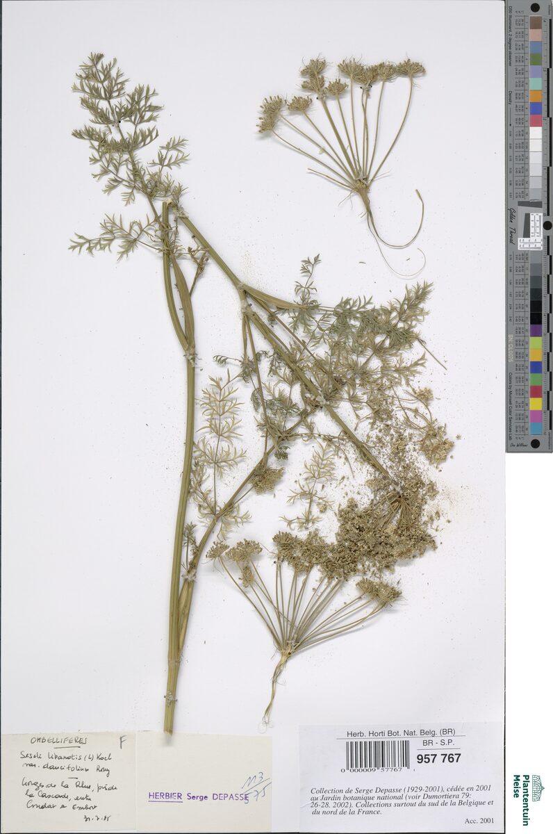 Seseli libanotis var. daucifolia