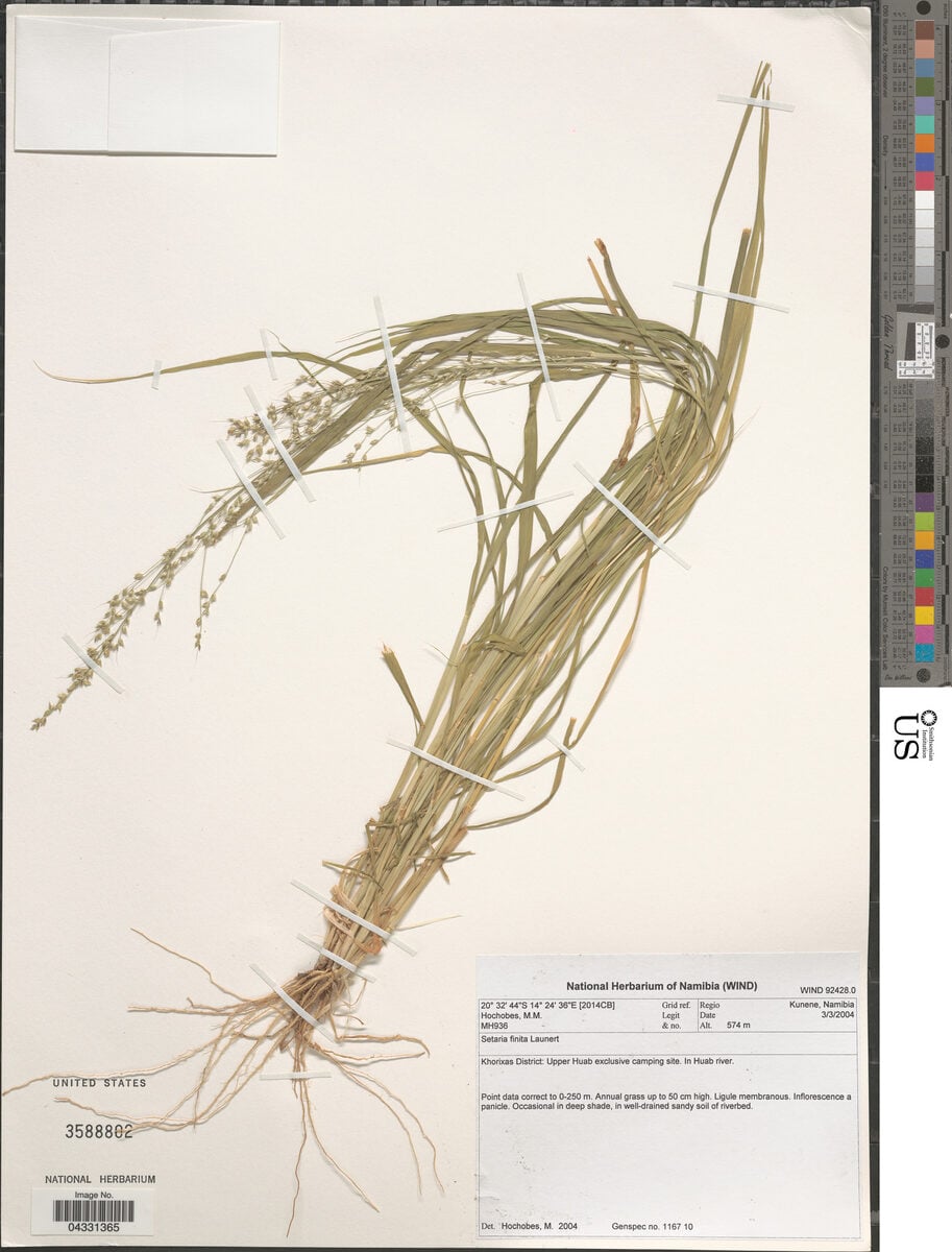 Setaria finita — photo