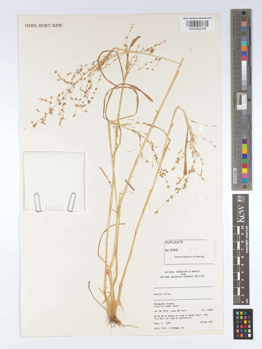 Setaria finita — photo
