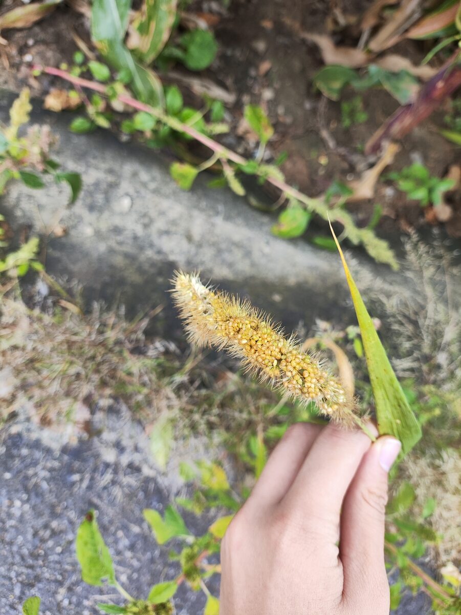 Setaria italica subsp. germanica — photo