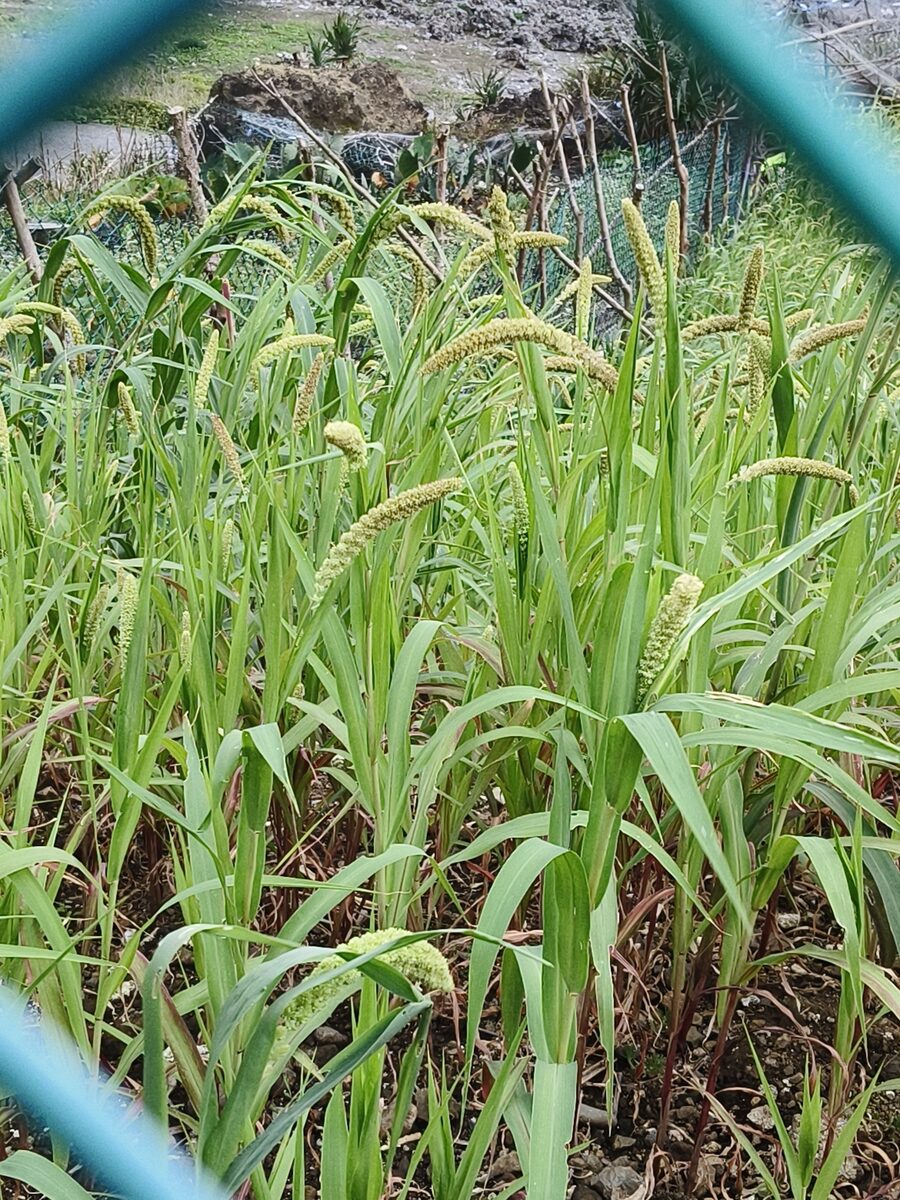 Setaria italica subsp. germanica
