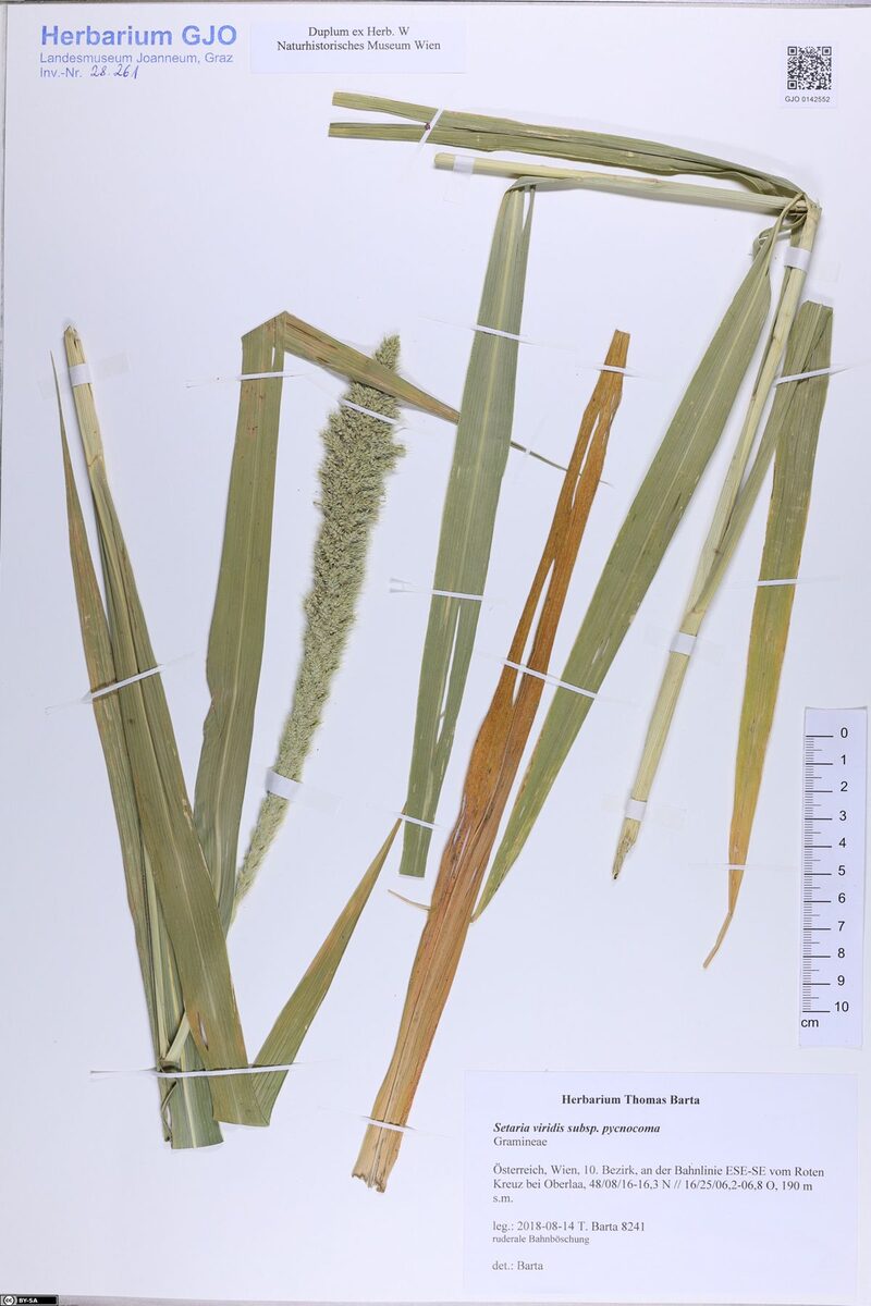 Setaria viridis pycnocoma - (Steud.)Tzvelev. — photo